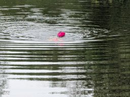 Mainschwimmen Juni 2026